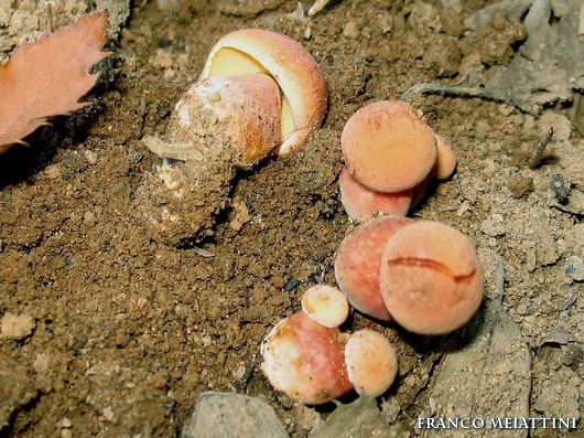 Xerocomus persicolor o armeniacus?